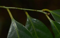 Cryptocarya vulgaris