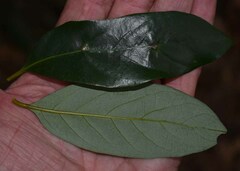 Cryptocarya vulgaris