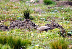 Metriopelia melanoptera