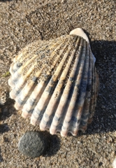 Acanthocardia tuberculata