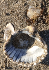 Acanthocardia tuberculata