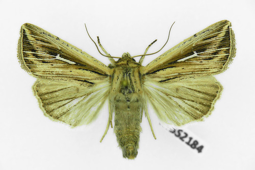 L-album Wainscot