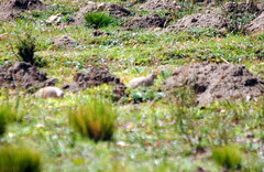 Metriopelia melanoptera