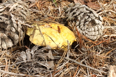 Neoboletus pseudosulphureus