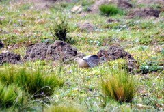 Metriopelia melanoptera