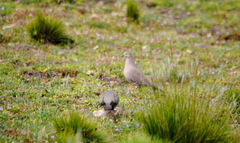 Metriopelia melanoptera