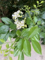 Murraya paniculata
