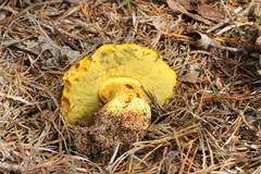 Neoboletus pseudosulphureus
