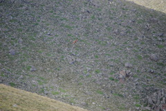 Daptrius megalopterus