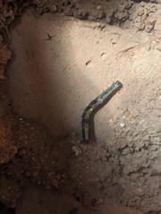 Sphingomorpha chlorea