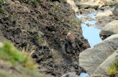 Cinclodes atacamensis