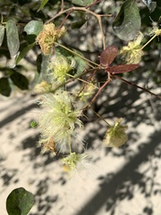 Pithecellobium dulce