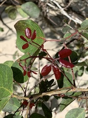 Pithecellobium dulce