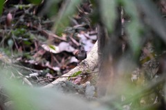 Microcerculus marginatus