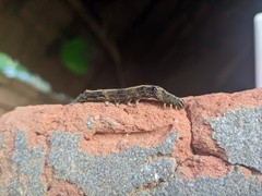 Sphingomorpha chlorea