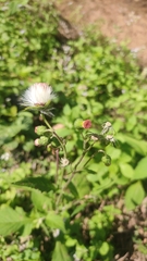 Crassocephalum crepidioides