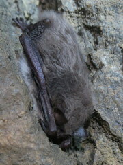 Myotis