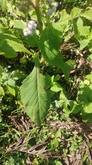 Crassocephalum crepidioides