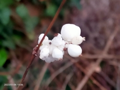 Symphoricarpos albus