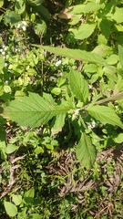 Crassocephalum crepidioides