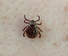 Dermacentor