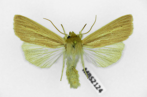 Common Wainscot