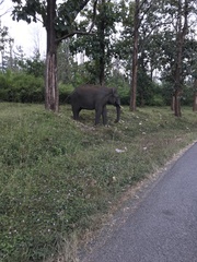 Elephas maximus indicus