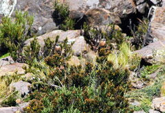 Ochthoeca oenanthoides