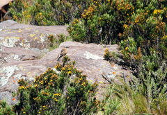 Ochthoeca oenanthoides