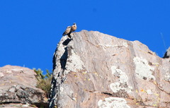 Ochthoeca oenanthoides