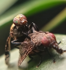 Platystoma