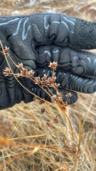 Cladium mariscoides