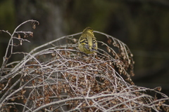 Spinus barbatus