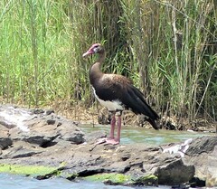 Plectropterus gambensis