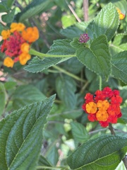 Lantana camara