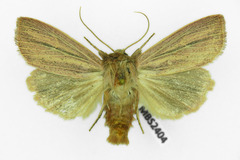 Mythimna pudorina
