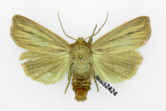 Mythimna pudorina