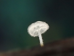 Gloiocephala