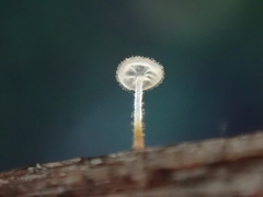Gloiocephala
