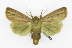Mythimna pudorina