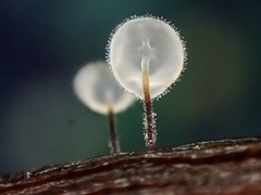 Gloiocephala