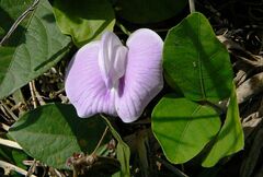 Centrosema pubescens