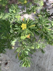 Suriana maritima