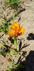 Ixia calendulacea