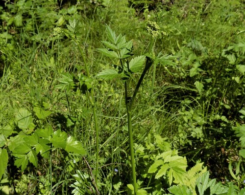 Наблюдение на iNaturalist