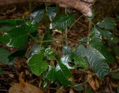 Mischocarpus lachnocarpus