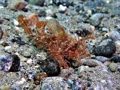 Pteroidichthys amboinensis