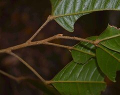 Mischocarpus lachnocarpus