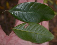 Mischocarpus lachnocarpus