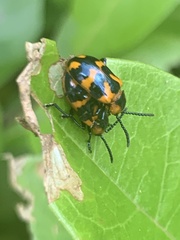 Phyllocharis undulata